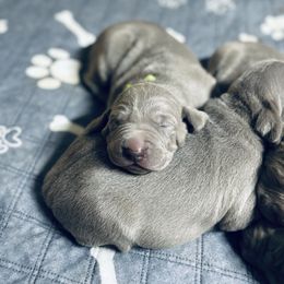 Weimaraner Puppies from K&K Weimaraners