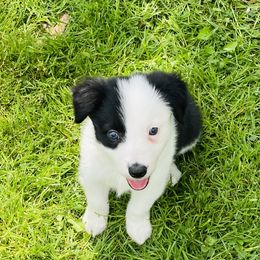 Dallas - Border Collie