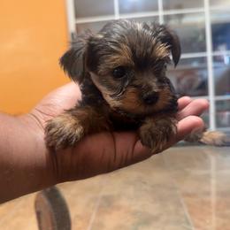 Boy 2 - Black and tan male Yorkshire Terrier puppy in Pomona, California from Lunio's Yorkies