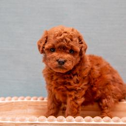 Assorted Doodle Crosses, Aussiedoodle, Golden Aussiedoodle, Goldendoodle, and Sheepadoodle Puppies from Goldendoodledoo Farms