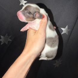Boy 3 - Piebald male Dachshund puppy in Port Charlotte, Florida from Cloud Nine Ranch Bullies