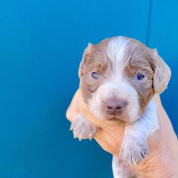 Isabella Piedbald Male - Piebald male Dachshund puppy in Centuria, Wisconsin from Petite FurryTails