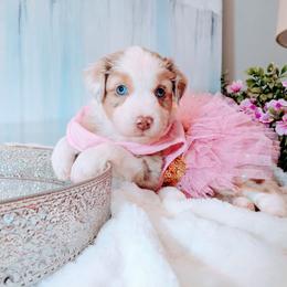 Sadie - Red merle female Miniature Australian Shepherd puppy in Florida from All Champions Mini Aussies & ABW Great Danes