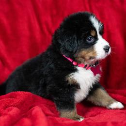 Bingo - Tri-color female Bernese Mountain Dog puppy in Soldiers Grove, Wisconsin from Lonesome Pine Farm