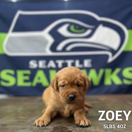 Zoey - Fox red female Dilute Retriever puppy in Puyallup, Washington from 12 Door Farm Labradors