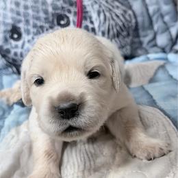 Pink girl - Light golden female Golden Retriever puppy in Tylertown, Mississippi from Southern Paws, LLC