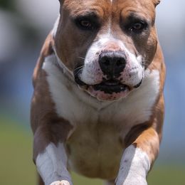 American Pit Bull Terriers and American Staffordshire Terriers from Mythos K9s