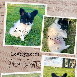 Papillon Puppies from Lovely Acres
