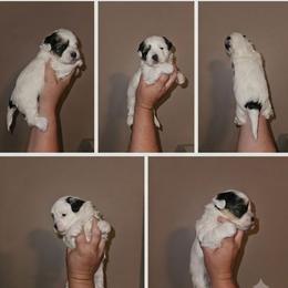 Patch - Black and white female Shorkie puppy in Chattanooga, Tennessee from Passion Pups TN