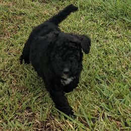 Sheepadoodles from Meyer Puppies