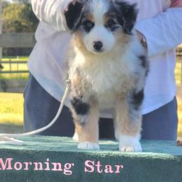 Trinket on hold for now - Blue merle female Miniature American Shepherd puppy in Foley, Alabama from MorningStar Miniature American Shepherds