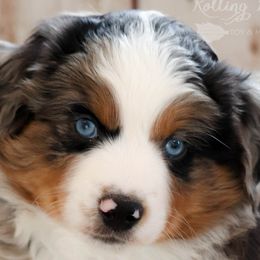 Miniature Australian Shepherds and Toy Australian Shepherds from Rolling Ridge Farms