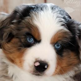 Miniature Australian Shepherds and Toy Australian Shepherds from Rolling Ridge Farms