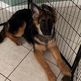 Tedi - Black and red female German Shepherd puppy in Davie, Florida from Vom Broward Haus