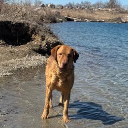 AJ - Chesapeake Bay Retriever