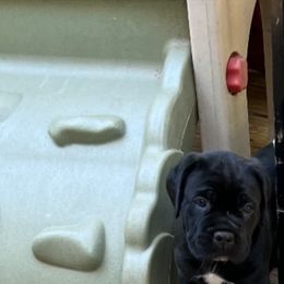 Cane Corso Puppies from Palazzo Cane Corso