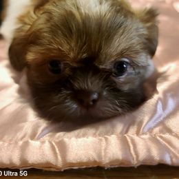 Puppy 1 - Liver female Shih Tzu puppy in Belleville, Michigan from Patricia's Heavenly Earth Angels