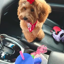 Cockapoo All Grown Up from Lakeside Cockapoos
