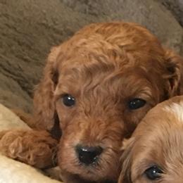 Male 4 - male Cavapoochon puppy in Fredericksburg, Ohio from Timshell Farm Specialty Crossbreed Puppies