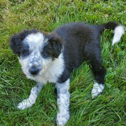 Black and white - Black and white female Border Collie puppy in Chester, Vermont from Countryside Border Collies