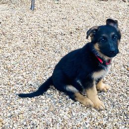 Boy 1 - German Shepherd puppy in Decatur, Texas from Double A German Shepherds