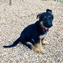 Boy 1 - German Shepherd puppy in Decatur, Texas from Double A German Shepherds