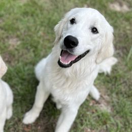 Golden Retrievers from Hidden Oaks Golden Retrievers