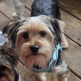 Jacob - Yorkshire Terrier
