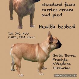 Peach - French Bulldog