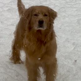 Sage - Golden Retriever