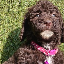 Ms. Brownie - Bernedoodle puppy in Ocala, Florida from Prime Time Bernedoodles