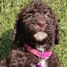 Ms. Brownie - Bernedoodle puppy in Ocala, Florida from Prime Time Bernedoodles