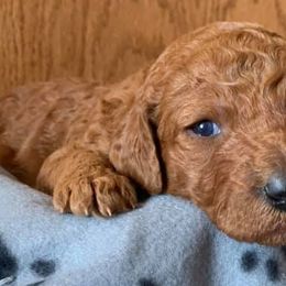 Poodles from Mar Mar’s Standard Poodles