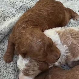 Red Male - Red  male Goldendoodle puppy in Clarksville, Tennessee from Tennessee Goldendoodles, since 2014