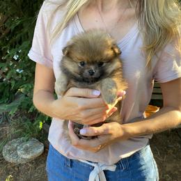 Julietta - Orange sable female Pomeranian puppy in Citrus Heights, California from Yev and Marina's Pomeranians (AKC)
