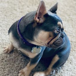 French Bulldog All Grown Up from Peach Pit Frenchies
