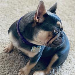 French Bulldog All Grown Up from Peach Pit Frenchies