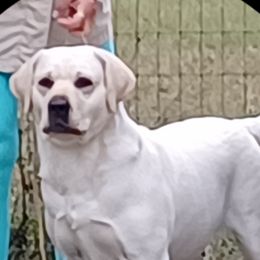 Labrador Retrievers from Spirit Oaks Labrador Retrievers