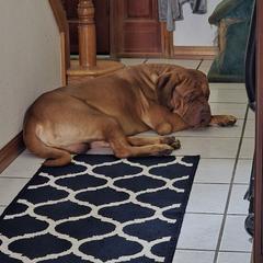 Knuckle head - Dogue de Bordeaux