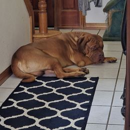 Knuckle head - Dogue de Bordeaux