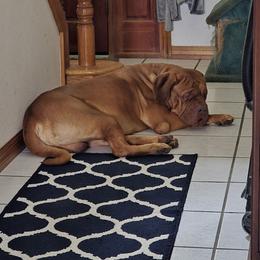 Knuckle head - Dogue de Bordeaux