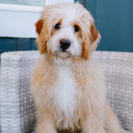 Bryan - Red male Bernedoodle puppy in Spanish Fork, Utah from K Brand Doodles