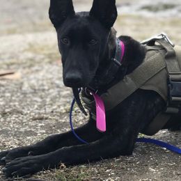 Belgian Malinois and Dutch Shepherds from Mercy Kennels