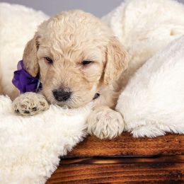 Goldendoodle Puppies from Seattlesweetgoldendoodles.com