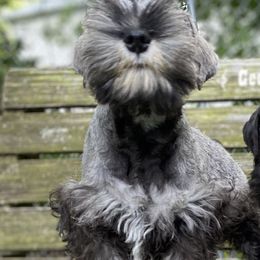 Miniature Schnauzer Puppies from Texas Schnauzers