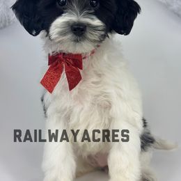 Minnie - Parti female Goldendoodle puppy in Milford, Indiana from Railway Acres Kennel