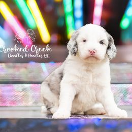 Aussiedoodle, Bordoodle, Goldendoodle, and Sheepadoodle Puppies from Crooked Creek Doodles and Poodles