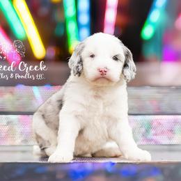 Aussiedoodle, Bordoodle, Goldendoodle, and Sheepadoodle Puppies from Crooked Creek Doodles and Poodles
