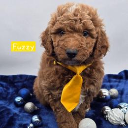 Fuzzy - Apricot male Goldendoodle puppy in Neillsville, Wisconsin from Granton Creek