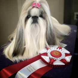 Shih Tzu All Grown Up from A Moment In Time Shih Tzu